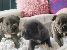 Französische Bulldoggen Welpen blue Farbe mit Ahnentafel+ EU-Heimtierausweis