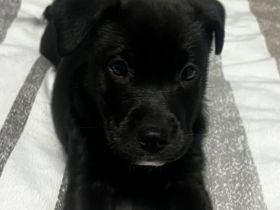 Unsere kleine Luna sucht ihr Für-immer-Zuhause 🐾