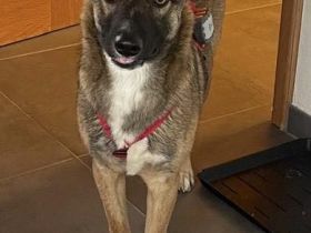 Bootsmann, auf PS in Boppard, ein fröhlicher, schon erzogener Jungspund