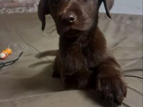 Labrador Welpen Schokobraun