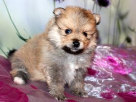 Wundervolle Zwergspitz Pomeranian Welpen mit Ahnentafel aus liebevoller Familienaufzucht