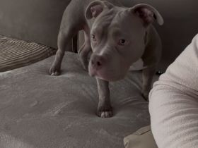 Elitebully Lilac 7 Monate Alt