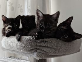 Mischlingskitten - EKH & BKH ❤️