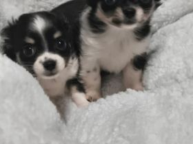 Langhaar-Chihuahua-Welpen