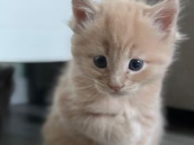 Maine Coon X British Kurzhaar