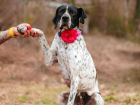 Olivia: liebenswürdige Jagdhündin wünscht sich ein Kuschelkörbchen