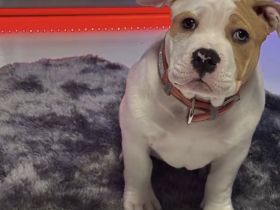 American Bully Hündin zu vermitteln