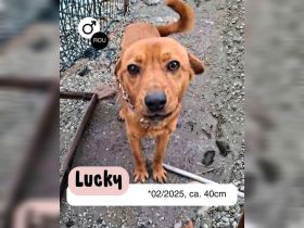 LUCKY möchte frei sein