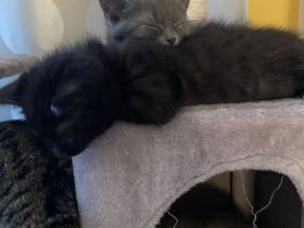 Vier liebe Kater-Kitten abzugeben (ca. 4 Monate alt)