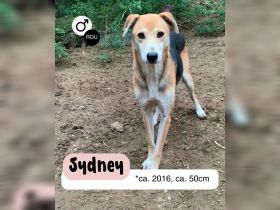 SYDNEY sucht warmes Körbchen