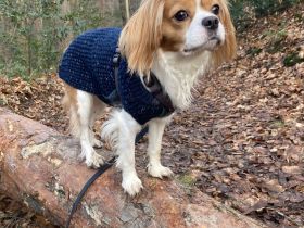 Schmusehund sucht neues liebevolles Zuhause