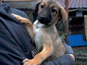 Happy End für Timba gesucht