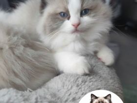 Wunderschönes Ragdoll Kätzchen Seal Bicolour