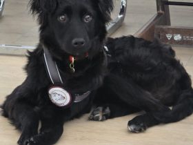 Elmas, der kleine Diamant