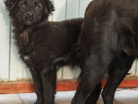 Elmas, der kleine Diamant