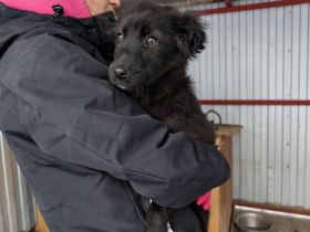 Elmas, der kleine Diamant