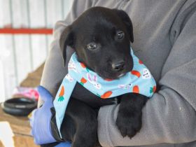 Einfach zum Anbeißen: Cupcake!