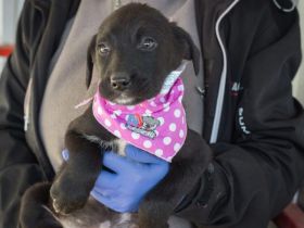 Liah und du - wäre das was?