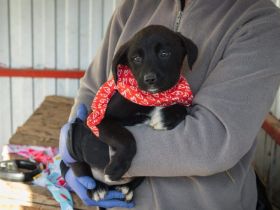 Schwarze Perle Ho'olana sucht ihr Glück