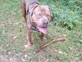 Rotweiler mix sucht zu Hause  3 Jahre