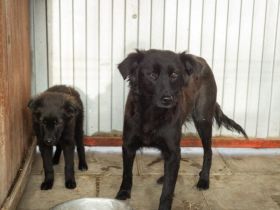 Zarte Freya sucht sicheres Zuhause