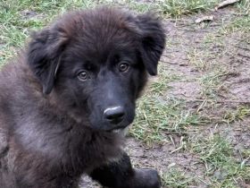 Paris sucht sein Körbchen