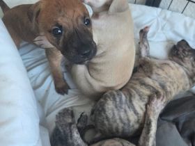 Galgo–Golden-Retriever Mischlingswelpen – privater Wurf (Deutschland)