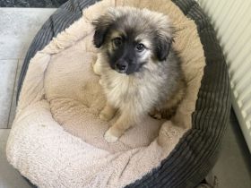 Robin ein Spitz/Kokoni Mix sucht ein Körbchen