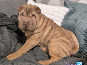 Sharpei Welpen