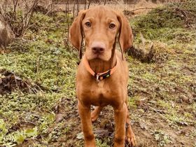 Hey, ich bin Alfa, reinrassiger Magyar Vizsla (4 Monate) und suche mein neues Rudel!