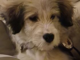 Zuhause gesucht für Nayla