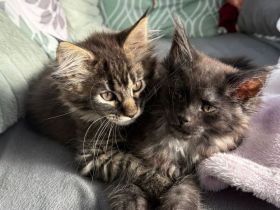 2 Zuckersüsse Maine Coon Kitten