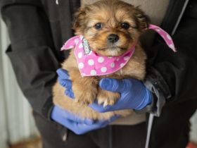 Welpenmädchen Maisie möchte mit dir die Welt entdecken