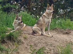 Tschechischer Wolfhund Welpe