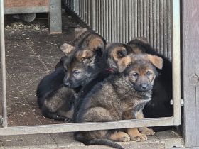Schäferhund Welpen DDR-Linie