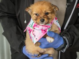 Flauschiges Welpenmädchen Elli ist bereit für ihr großes Glück