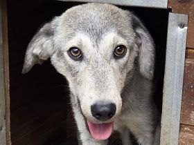 Grey, sehr sozialer Junghund, der auf Chance bei einfühlsame Menschen hofft, 1 J, 50 cm