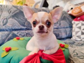 Chihuahua, mini male welpe baby zu verkaufen!
