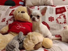 Chihuahua, mini female welpe baby zu verkaufen!