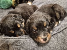 Australian Shepherd/ Bordercollie Mix Welpen