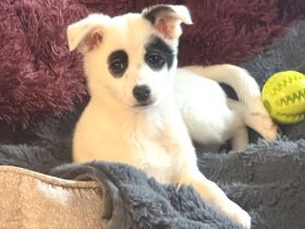 Tolle kleine Zara sucht ein Zuhause