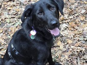 Hazel sucht ihre Menschen ....