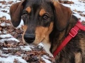 Sanio ein Traumhund auf vier Pfoten ...