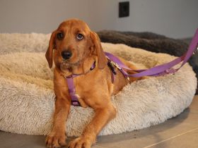 Sinella eine Hündin mit großem Herz...