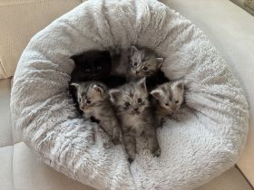 Maine Coon Kitten mit Stammbaum ab sofort abzugeben