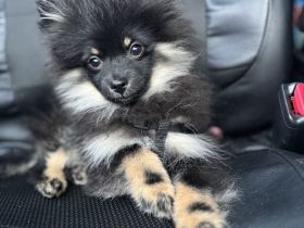 Pomeranian Zwergspitz Welpen