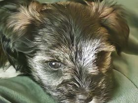 Schecken Schnauzer Hündin Dasha