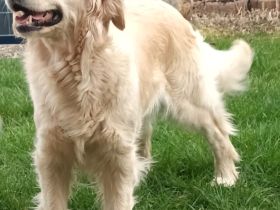 Wurfankündigung Golden Retriever Welpen