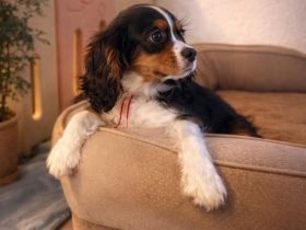 Cavalier King Charls Spaniel