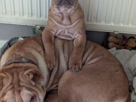 Frenchi Pei Hündin: Französische Bulldogge und Shar-Pei Mix (seltene Gelegenhei)